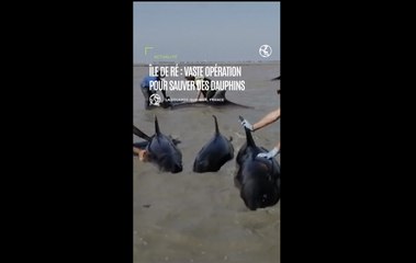 Île de Ré : vaste opération pour sauver un groupe de dauphins échoué