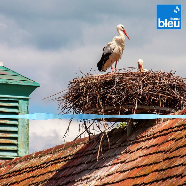 L'accent alsacien : "c'est notre charme d'Alsace"