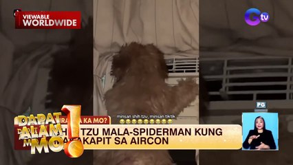 Aso, nag-ala Spiderman para makalapit sa aircon | Dapat Alam Mo!
