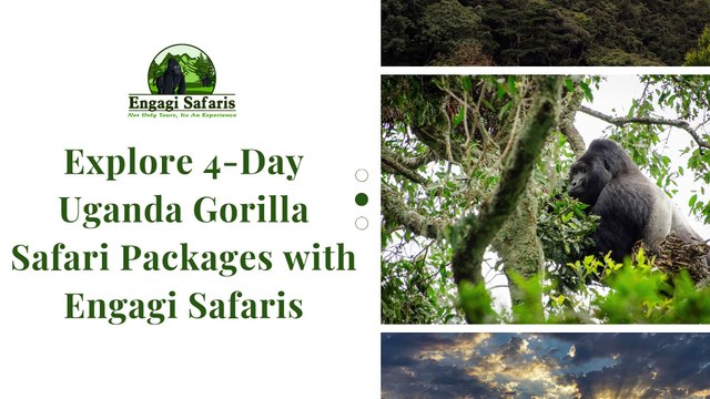 Explore 4-Day Uganda Gorilla Safari Packages with Engagi Safaris