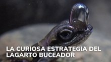 La curiosa estrategia del lagarto buceador