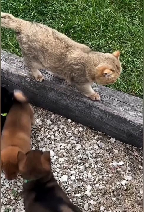 Funniest Animals | funny Animal