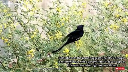 Black Drongo: A Feisty Feathered Friend