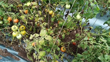 कोरडवाहू शेतीला समृद्ध करणारा प्रगत शेतकरी-