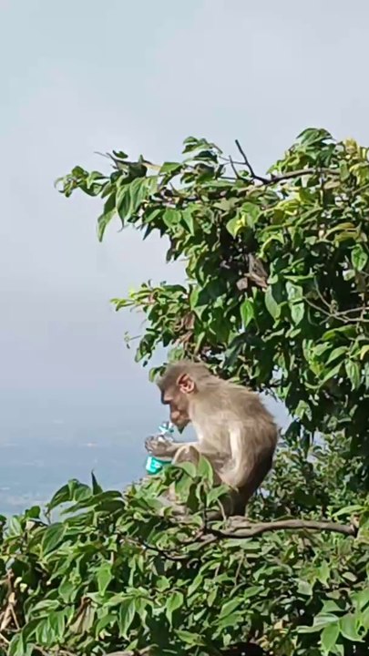 Monkey kaisa pani pi rha hai bottle se