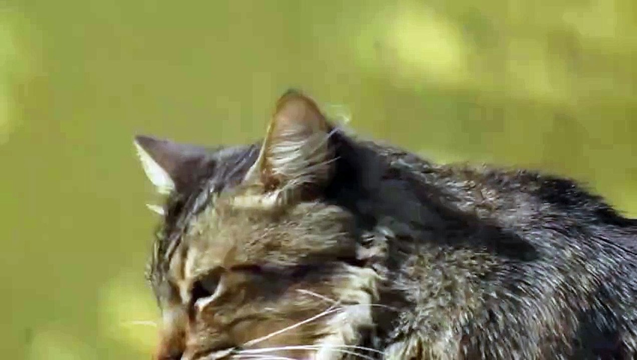 Here's the picture of the cute cat! It looks cozy in its peaceful environment, gazing curiously. Let me know if you'd like any other details or changes!