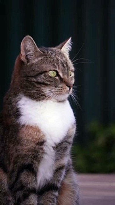 pets besides cats, here are some wonderful ideas, each with their own unique charm: