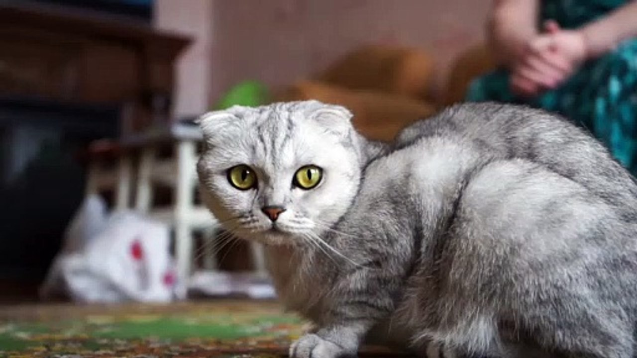 Dogs: Loyal and affectionate, dogs are great companions. Breeds like Golden Retrievers, Beagles, and Poodles are popular for families.