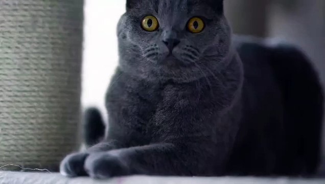 Dogs: Loyal and affectionate, dogs are great companions. Breeds like Golden Retrievers, Beagles, and Poodles are popular for families.