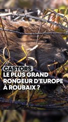 Les castors d'Europe reviennent dans les terres du Nord !