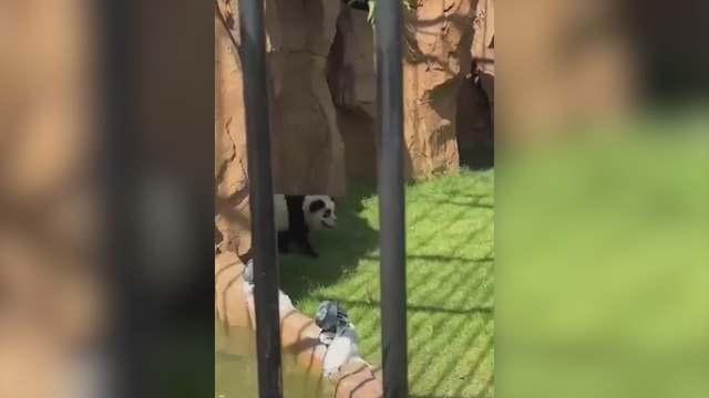 Un zoo en China hace pasar por osos panda a dos perros