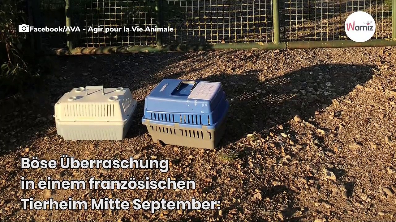 Vor dem Zaun stehen plötzlich zwei Kisten: Als sie nachschauen, bekommen sie ein mulmiges Gefühl