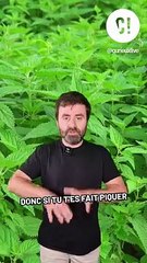 Que faire en cas de piqûre d'orties ?