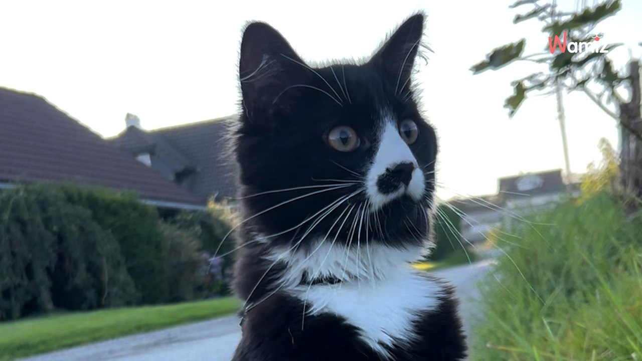 Ce chat rencontre les nouveaux voisins pour la première fois : sa réaction est à hurler de rire (vidéo)