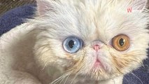 Ce chaton n'a jamais ouvert les yeux devant ses sauveteurs : une seule personne a le privilège de croiser son regard