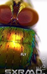 hadith and science about fly wings