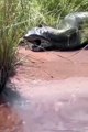 A huge anaconda regurgitates another smaller anaco