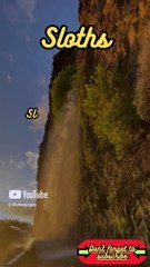 Animal Facts Sloths #shorts