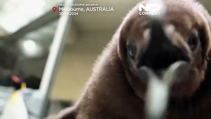 Ο γιγάντιος πιγκουίνος Πέστο κλέβει καρδιές στο Ενυδρείο της Μελβούρνης