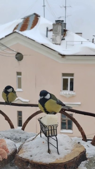 Beautiful Bird Feeding On grains during Snow fall