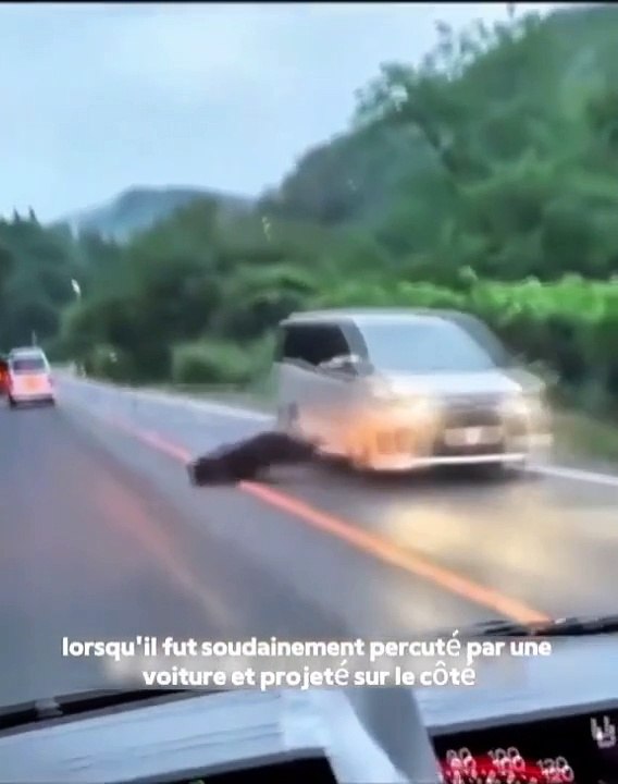 L'histoire de cet ours est incroyable et va te faire pleurer