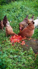 Tomato Paste @Rural Cuisine‬