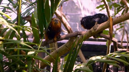 These Adorable Monkeys Are Named Zoey and Cilantro!