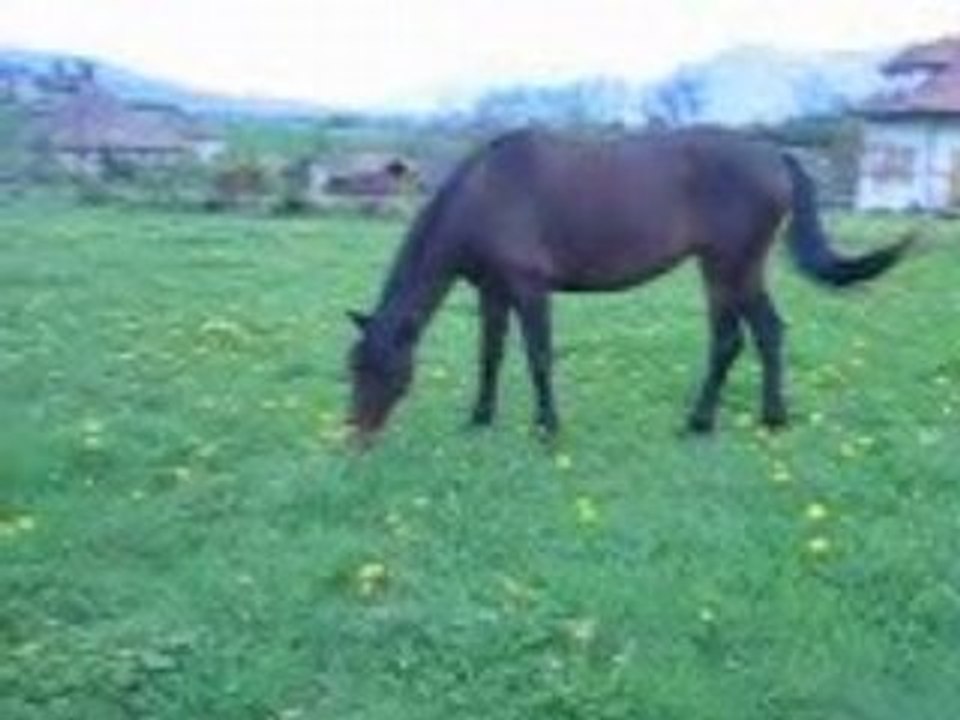 MVI_9620