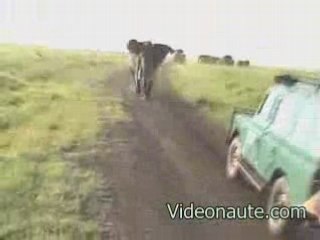 Elephant-qui-charge