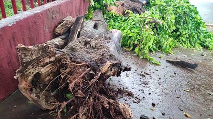 Galho quebra e atinge Escort estacionado na Rua Arapongas