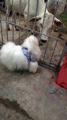 "Oscy's First Encounter with Cows - A Fascinating Village Adventure!"