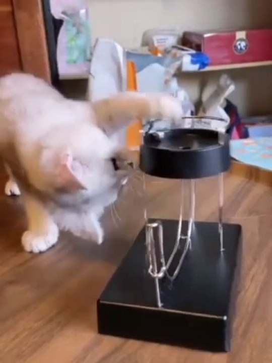 Cute Cats☘️✨#funnycats#funny#cute#pets#animals#cats#catsvideo