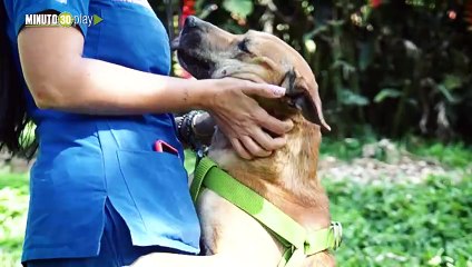 Llegó el momento de ampliar la familia! Este domingo La Perla tendrá gran jornada de adoptatón de animales
