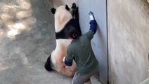 Angry Panda Chases Zookeeper After They're Unexpectedly Trapped Together in His Den as Shocked Crowd Watches