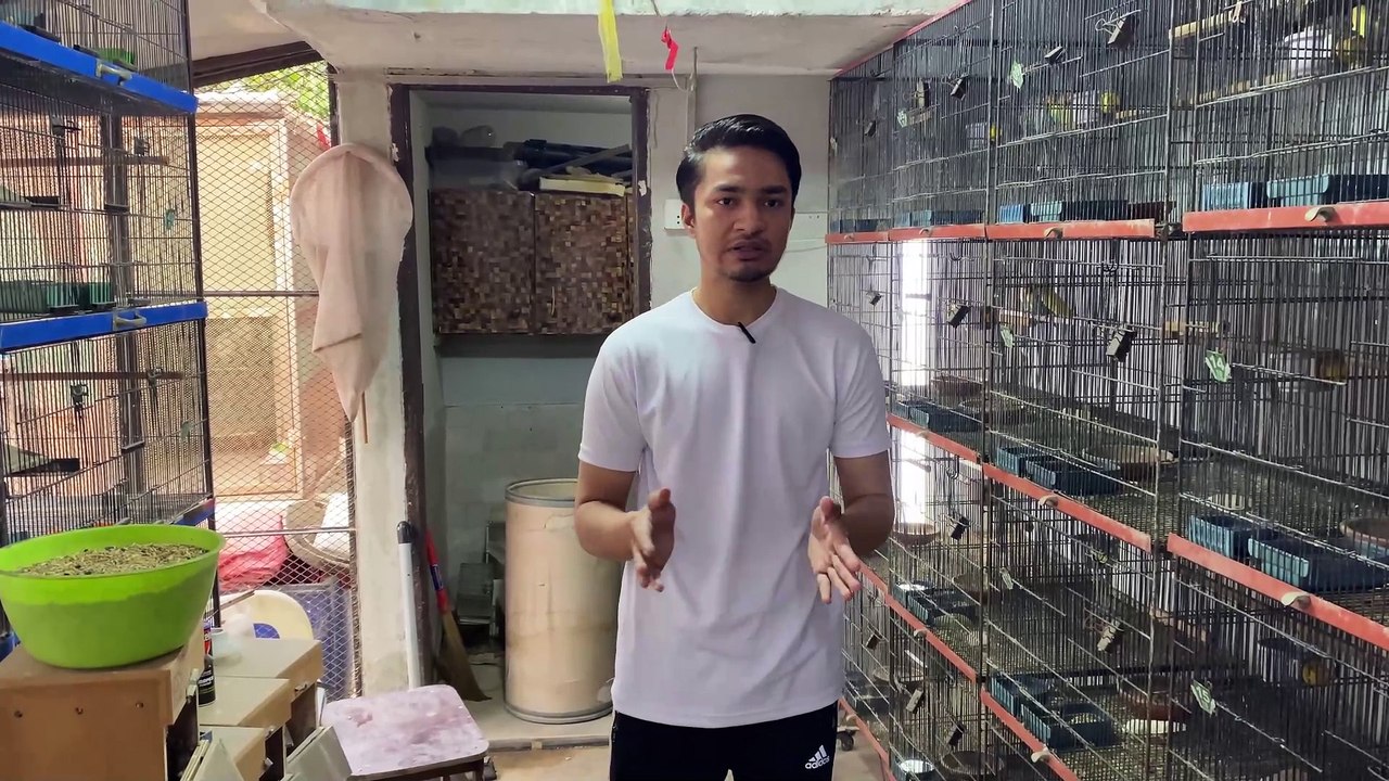 My Lovebird Setup Overview: Breeding and Care Tips