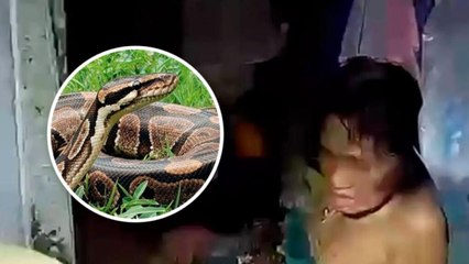 Mujer es atacada por pitón de 4 metros