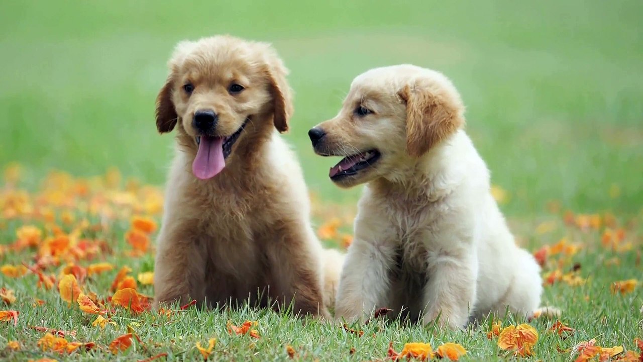 Adorable Puppies and Baby Dogs