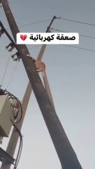 Heartbreaking kitten gets electrically shocked