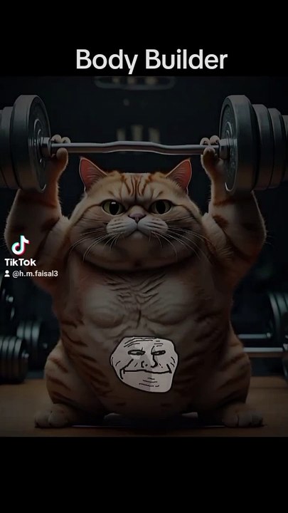 A Body Builder Cat
