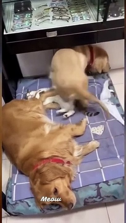Funny Cats and Dogs