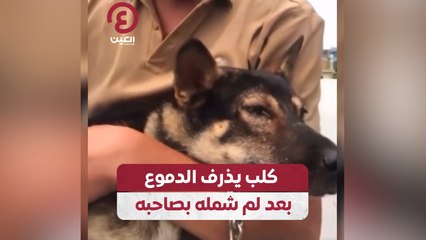 كلب يذرف الدموع بعد لم شمله بصاحبه
