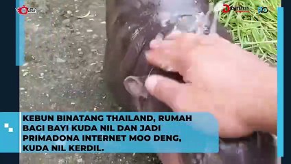 Kebun Binatang Thailand Tempat Tinggal Bayi Kuda Nil yang Jadi Sensasi Internet