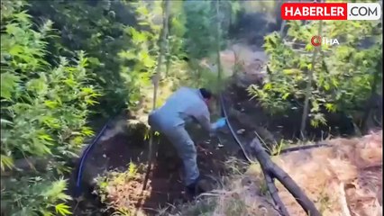 Diyarbakır'da 140 Milyon Lira Değerinde Hint Keneviri İmha Edildi