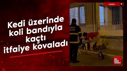 Hatay'da kedi üzerinde koli bandıyla kaçtı, itfaiye kovaladı