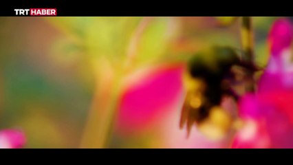 Dünyadan izole yaşamlar