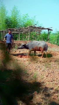 Imperial Tea Set: Discover the Elegance of Chinese Pottery