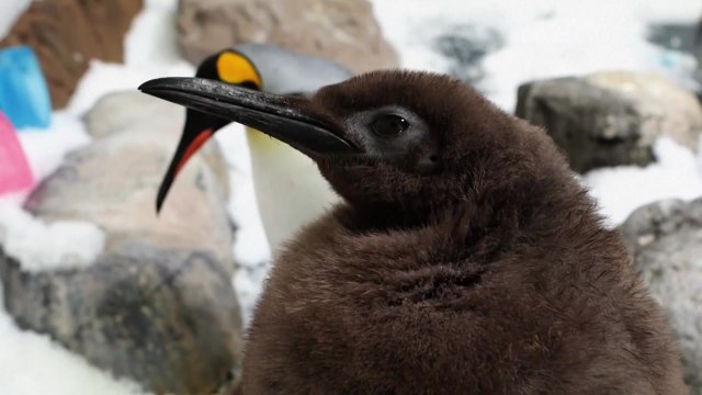 새끼 펭귄 '페스토' SNS에서 큰 인기...부모 2배 몸무게 / YTN