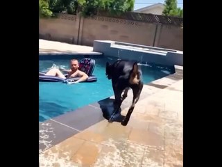 Funny video #funny #viral #trending #comedy #short #viralshorts #entertainment #fun