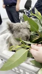 Inside the new multi-million-dollar hospital wing saving Port Stephens koalas from extinction | Newcastle Herald | September 21, 2024