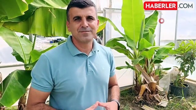 Manavgat'ta Hobi Bahçesinde Muz ve Zeytin Hasadı Yapıldı
